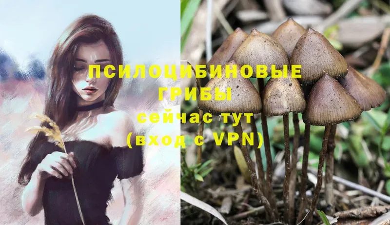 Галлюциногенные грибы Psilocybe  Белоусово 